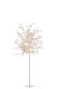 Arbre Blanc Brillo