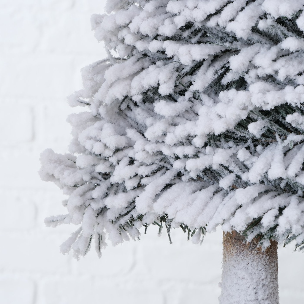 Sapin Blanc Igor
