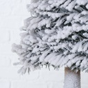 Sapin Blanc Igor