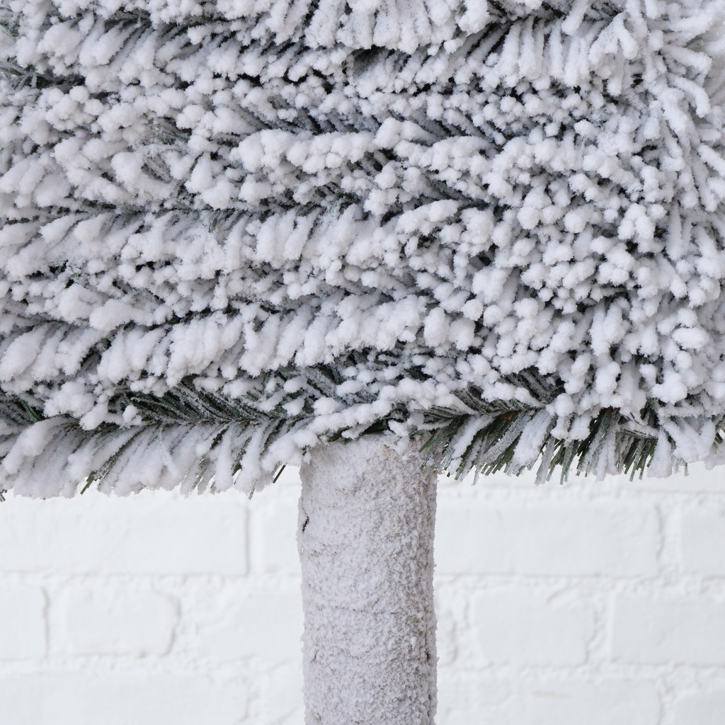 Sapin Blanc Igor
