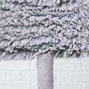 Sapin Blanc Igor