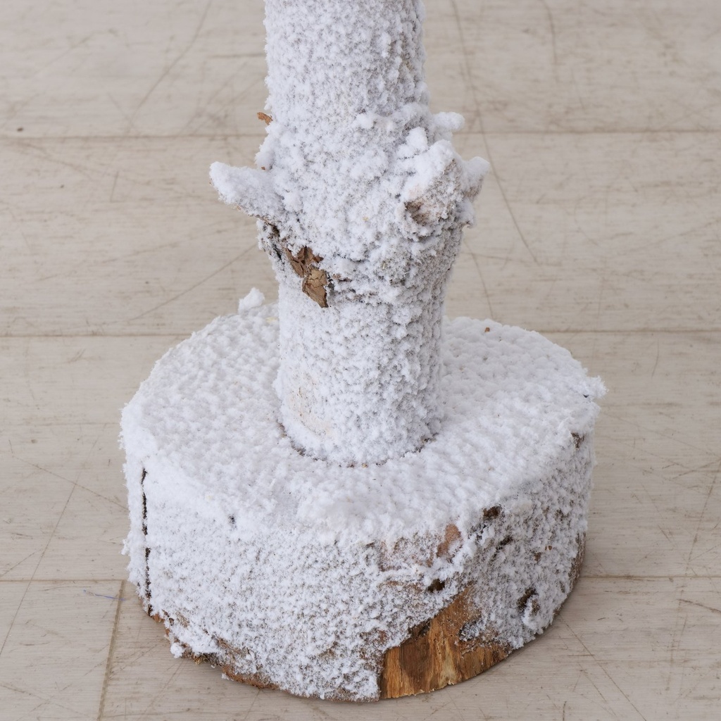 Sapin Blanc Igor