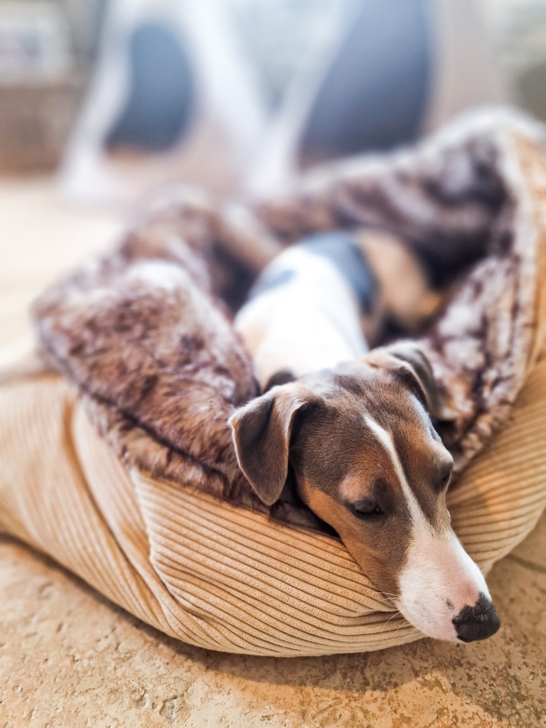 Panier Chien & Chat - Sac Douillet