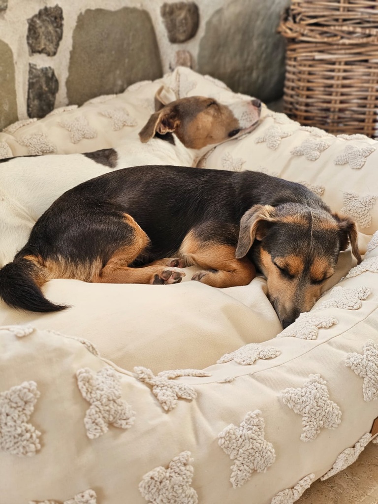 Panier Chien & Chat - Edition Été