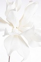 Fleur synthétique - jacinthe d'eau (blanche)