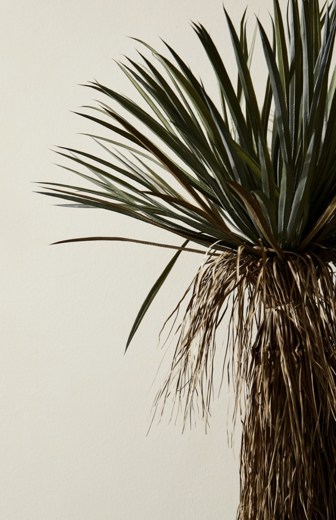 Plante Yucca Rostata H120cm