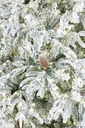 Sapin Artificiel Enneigé LED - Loyal (180/210cm)