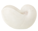 Coquillage en Résine - Blanc