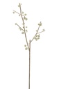 Branche - Petites Pommes