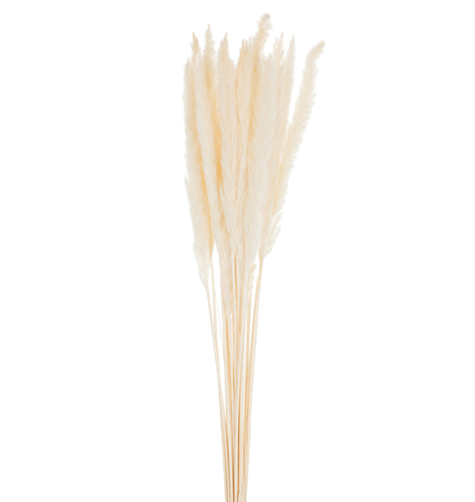 Bouquet de Plumes Fines Miscanthus