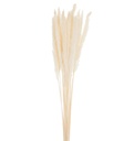 Bouquet de Plumes Fines Miscanthus