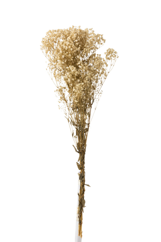 Bouquet séché de Gypsophile