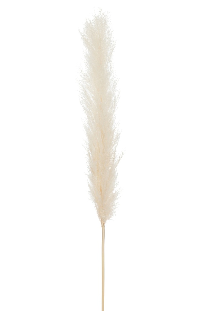 Tige Plume Pampas Blanc