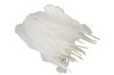 Plumes Blanches (longues)