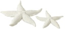 Étoile de Mer 