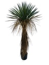 Plante Yucca Rostata H120cm