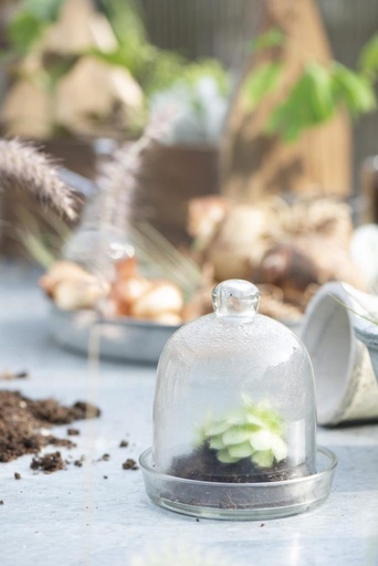 [14291] Cloche en verre avec poignée