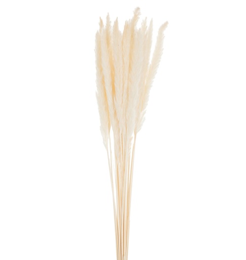 [70695] Bouquet de Plumes Fines Miscanthus