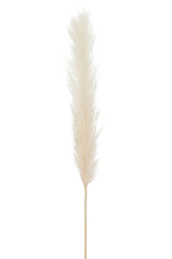 Tige Plume Pampas Blanc