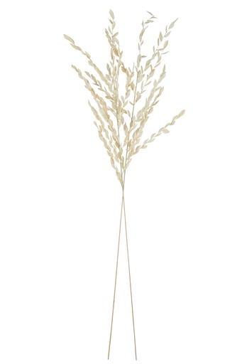 Branche - Feuilles Séchées